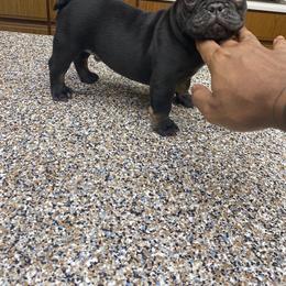 French Bulldog Puppies from Silver Spoon French Bulldogs