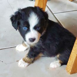 Chihuahua and Toy Australian Shepherd Puppies from Glidwell Ranch