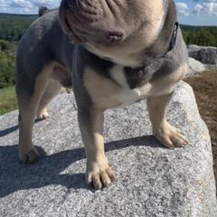 French Bulldogs from Stacy Roy's French Bulldogs