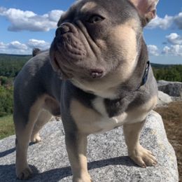 French Bulldogs from Stacy Roy's French Bulldogs