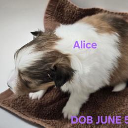 Alice - Sable & white female Toy Shetland Sheepdog puppy in Houston, Texas from LaLa's Lilliputian Lassies