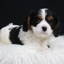 Cavalier King Charles Spaniel Puppies from Christina’s Cavaliers