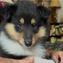 D'Artagnan - Black white and tan male Collie puppy in Malvern, Arkansas from Lost Acres Collies