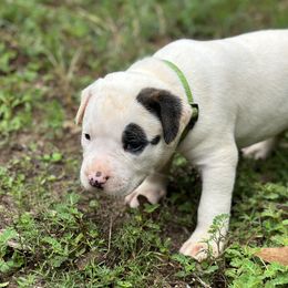 Rhonna - American Bulldog puppy in Pace, Florida from Genesis American Bulldogs