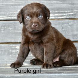 Purple females - Chocolate female Labrador Retriever puppy in Mississippi from Sure Shot English Labs