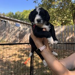 Granite - Black and white male Aussiedoodle puppy in Grand Haven, Michigan from Happy Hippy Doodles