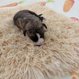 Leopard - Fawn brindle female Whippet puppy in Fort Myers, Florida from Rainbow Whippets