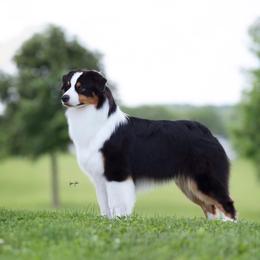 Blarney - Australian Shepherd