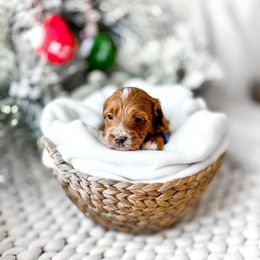 Mister Fantastic - Red  male Goldendoodle puppy in Springville, Utah from Happy Doodle