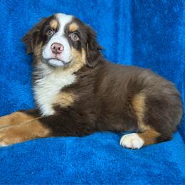 Boy 2 - Red tri male Miniature Australian Shepherd puppy in Hokes Bluff, Alabama from Alegria Toy Aussies