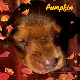 Dachshund Puppies from Buck Run Creek Dachshunds