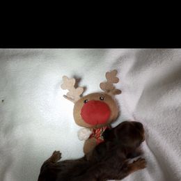 Red sable girl - Red Dachshund puppy in Perris, California from Doxie_pupps