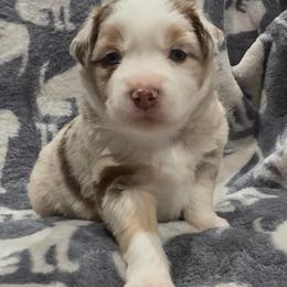 Joyce - Red merle female Miniature Australian Shepherd puppy in Phillipsburg, New Jersey from Dusty Dogs Miniature Australian Shepherds