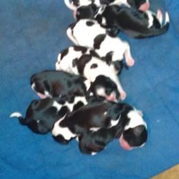 English Springer Spaniel All Grown Up from Spring of Joy Kennel