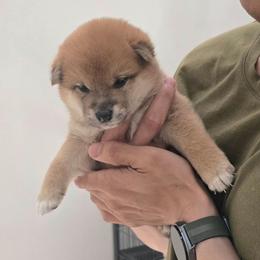 Rei - Red female Shiba Inu puppy in Marianna, Florida from Diwasou