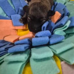 Shiloh - Black and tan brindle female Havanese puppy in Richmond, Texas from Marcia Hamlet