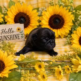Silver Boy (red toe) - Silver male Pug puppy in Tulsa, Oklahoma from Locust Creek Pugs & Japanese Chin's