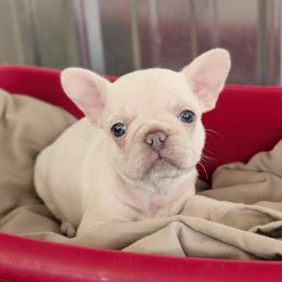 Cream girl - Cream female French Bulldog puppy in Baltimore, Maryland from Country Acres Farm