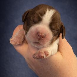 Bentley - Liver white and tan male English Springer Spaniel puppy in Florida from Thunderbird Springers