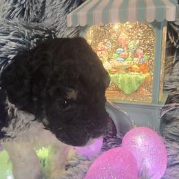 Paisley - Brown white and tan Cockapoo puppy in Lebanon, Kentucky from Mosaic Merle Doodles