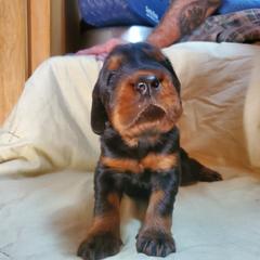 Boy 3 - Black and tan male Gordon Setter puppy in Milton, Florida from Katherine's Golden Retrievers, Gordon Setters, and English Setters