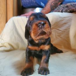 Boy 3 - Black and tan male Gordon Setter puppy in Milton, Florida from Katherine's Golden Retrievers, Gordon Setters, and English Setters