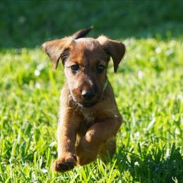 Timber - Red male Irish Terrier puppy in Splendora, Texas from Cloverdell Irish
