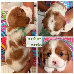 Arthur - Blenheim male Cavalier King Charles Spaniel puppy in Atwater, California from Countryside Royalty Cavaliers