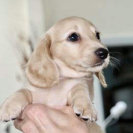 Girl 1 - female Dachshund puppy in Raleigh, North Carolina from McLovin Doxies