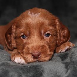 Mousse - Apricot male Australian Labradoodle puppy in Stanwood, Washington from Victoria Creek Australian Labradoodles