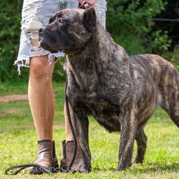 Nita - Cane Corso