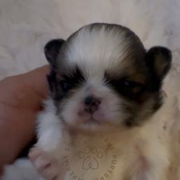 Hazelnut aka HAZEL - Liver and white female Shih Tzu puppy in Tehachapi, California from Shih Tzu Crue