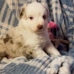 Red Merle - Red merle female Miniature Australian Shepherd puppy in Helmville, Montana from CKO Country Road Aussies