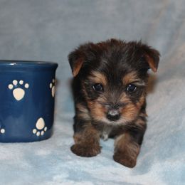 Girl 3 - Black and tan female Yorkshire Terrier puppy in Saint Clair, Missouri from Missouri Yorkies