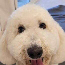 Goldendoodles from Lincoln Goldendoodles