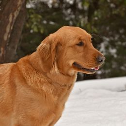 Shelby - Golden Retriever