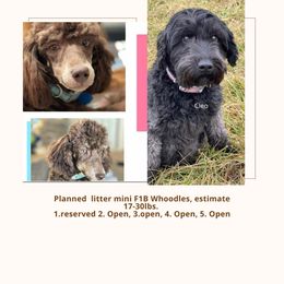 Whoodle puppies from Ruby Lane Doodles
