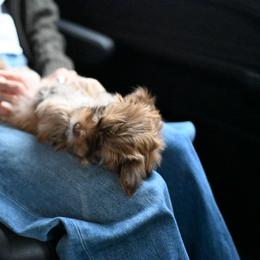 Havanese Puppies from Havana Suites Havanese