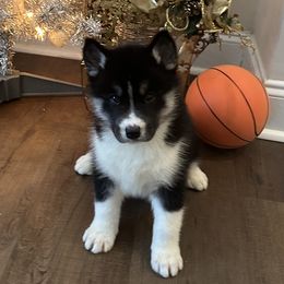 Batista - Black and white male Siberian Husky puppy in Summerville, South Carolina from Carolina Husky Lodge