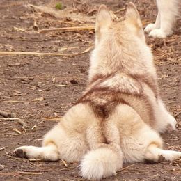 Siberian Huskies from Saturn's Siberians
