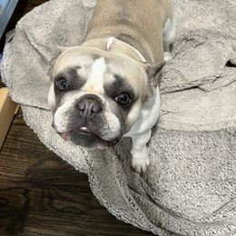 Rosie - French Bulldog