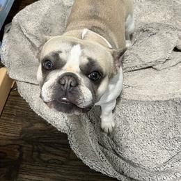 Rosie - French Bulldog