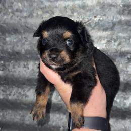 Rocky - Black tri male Miniature Australian Shepherd puppy in Liberty, Mississippi from Liberty Oaks Aussies and Dachshunds