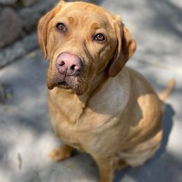 Labrador Retrievers from Atomic City Labrador Retrievers