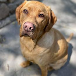 Labrador Retrievers from Atomic City Labrador Retrievers