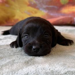 Fawn - Brindle female Dachshund puppy in Pflugerville, Texas from Dream A Dream Dachshunds