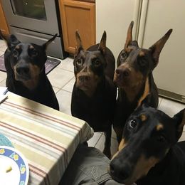 Doberman Pinschers from Excel Dobermans