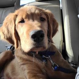 Golden Retriever Puppies from KNK Red Golden Retrievers