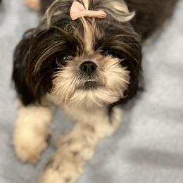 Suki - Shih Tzu