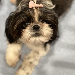 Suki - Shih Tzu